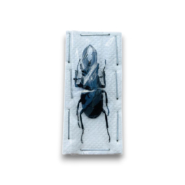 Cantharolethrus buckleyi