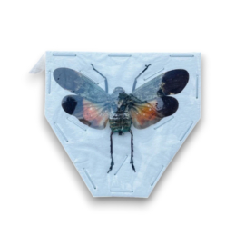 Penthicodes farinosa