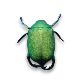 Chrysophora Chrysochlora