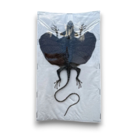 Draco Haematopogon B kwaliteit!