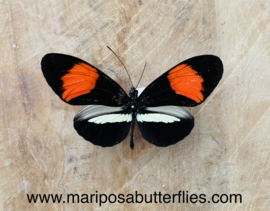 Heliconius Melpomene Amaryllis A-