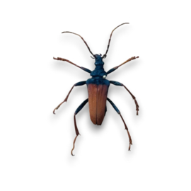 Mastododera Nodicollis