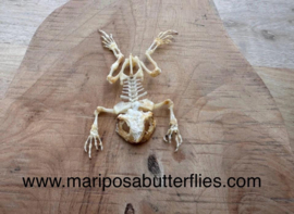 Duttaphrynus melanostictus