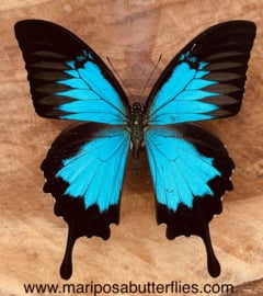Papilio Ulysses Ulysses