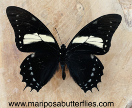 Papilio Bitias