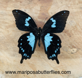 Papilio Epiphorbas