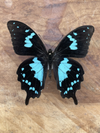 Papilio Oribazus