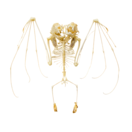 Cynopterus Brachyotis