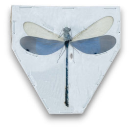 Neurobasis Kaupi B kwaliteit LET OP