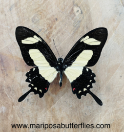 Papilio Torquatus