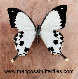Papilio Dardanus Meriones