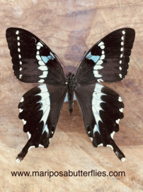 Papilio Delalandei A-