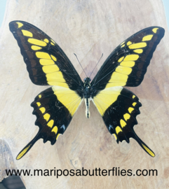 Papilio Thoas A-