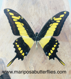 Papilio Thoas