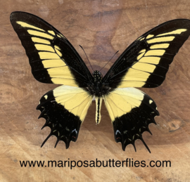 Papilio Androgeus