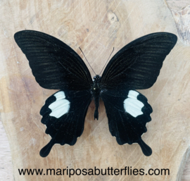 Papilio Sataspes
