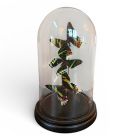 Urania ripheus & Urania leilus vlinders in glazen stolp – 27 cm