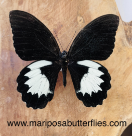 Papilio Aegeus