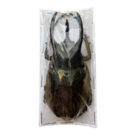 Chalcosoma Atlas