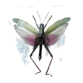 Chondracris rosea male