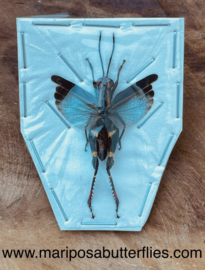 Blue azureus Coloracris grasshopper