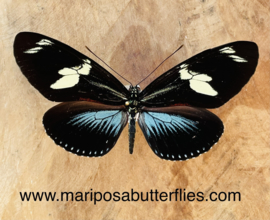 Heliconius Doris Blue