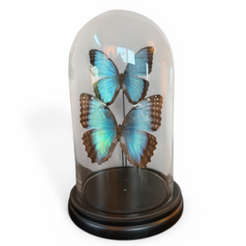 Morpho peleides (Man & Vrouw) in glazen stolp – 27 cm