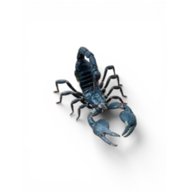 Heterometrus Cyaneus