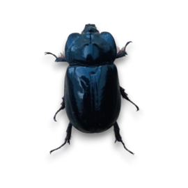 Heterogomphus bourcieri