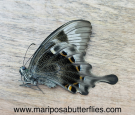 Papilio Peranthus