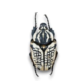 Goliathus orientalis vrouw
