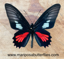 Papilio Parides