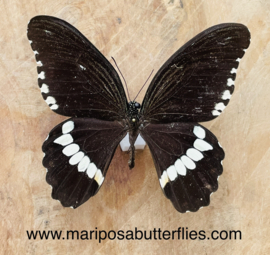 Papilio Polytes ssp. male