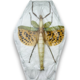 Paracyphocrania major A-