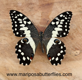 Papilio Demodocus