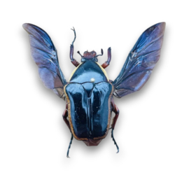 Pantolia Flavomarginata