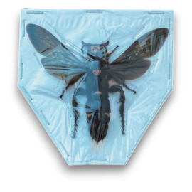 Megascolia Procer XXL A2