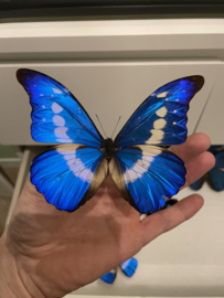 Morpho Rhetenor Helena male