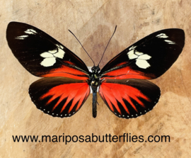 Heliconius Doris Red