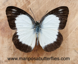 Appias lyncida