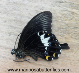 Papilio Albinus
