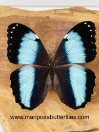 Morpho Achilles