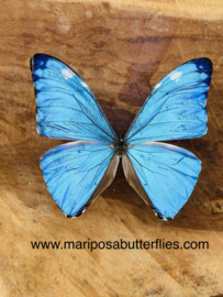 Morpho Adonis