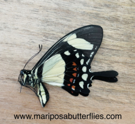 Papilio Torquatus