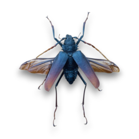 Mastododera nodicollis