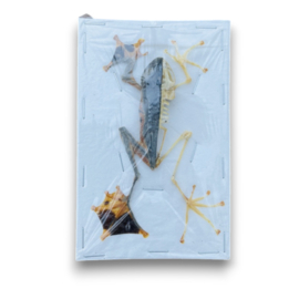 Rhacophorus Reinwardtii