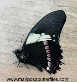 Papilio Bitias