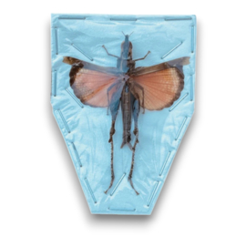 Coloracris sprinkhaan oranje