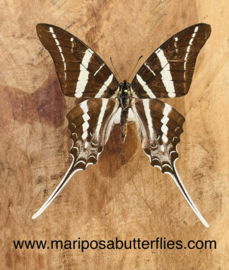 Graphium Rhesus