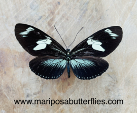 Heliconius Doris Green